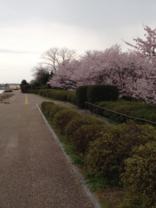 錦公園の桜（H28)